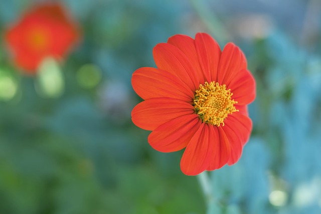 率队夺冠后，梅西蝉联美职联年度MVP